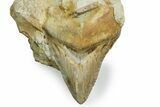 Very Rare, Fossil Megalodon Tooth - Bakersfield, CA #351420-1